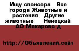 Ищу спонсора - Все города Животные и растения » Другие животные   . Ненецкий АО,Макарово д.